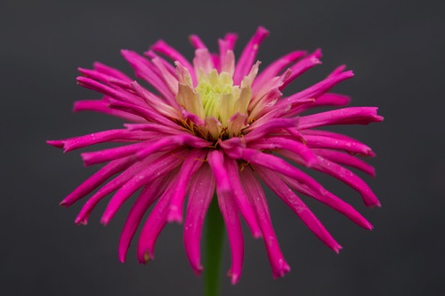 Star Dahlia Reeves-Reed Arboretum, Union County, NJ(5418SA) copy.jpg